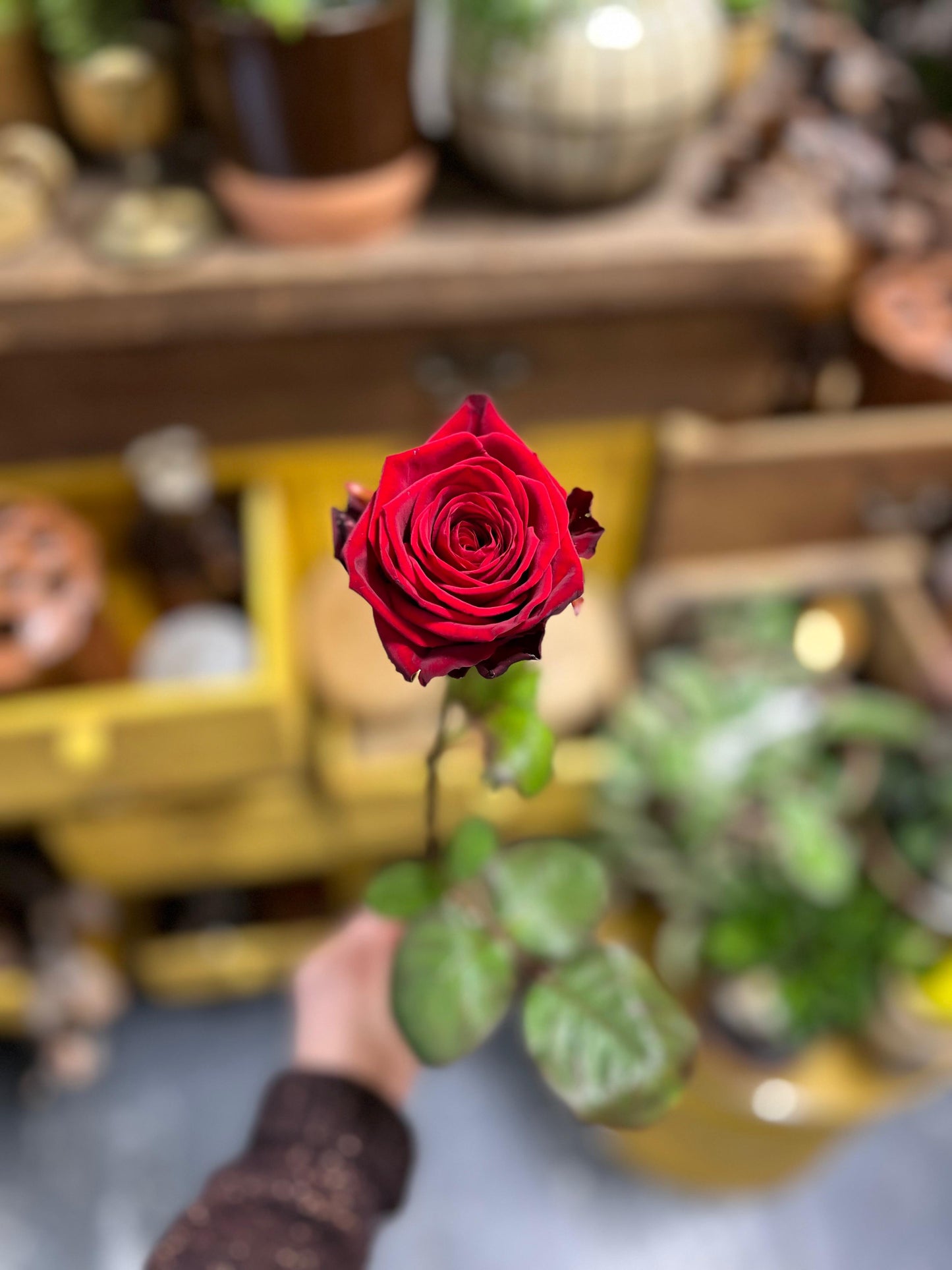 MYOSOTIS - Bouquet de roses colorées