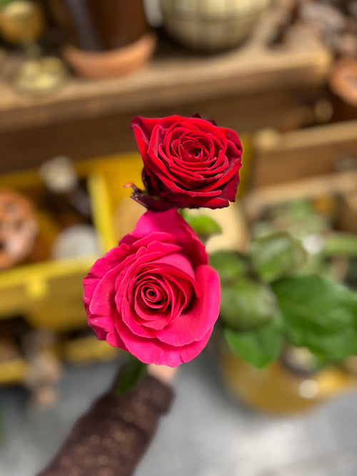 MYOSOTIS - Bouquet de roses colorées