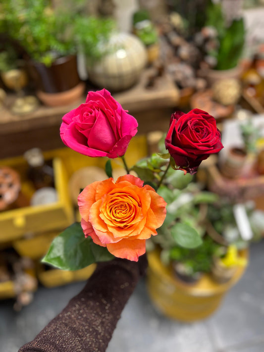 MYOSOTIS - Bouquet de roses colorées