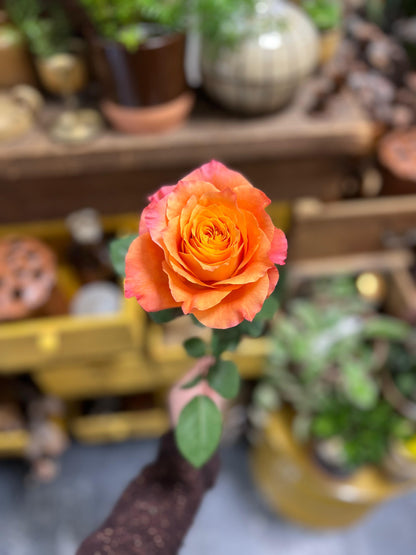 MYOSOTIS - Bouquet de roses colorées