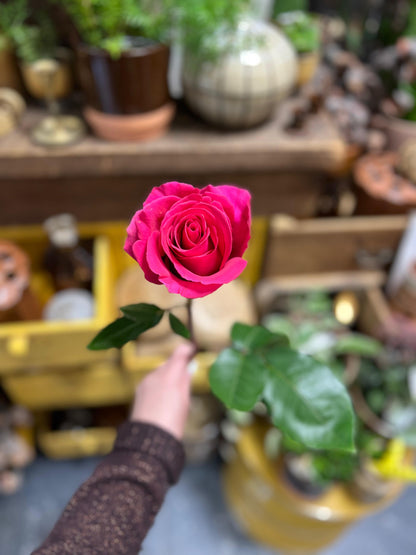 MYOSOTIS - Bouquet de roses colorées