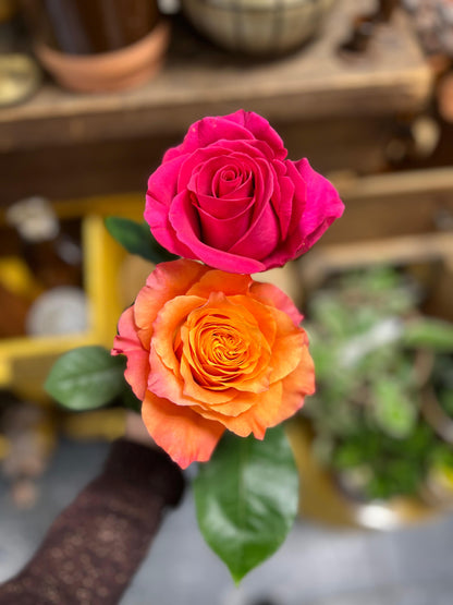 MYOSOTIS - Bouquet de roses colorées